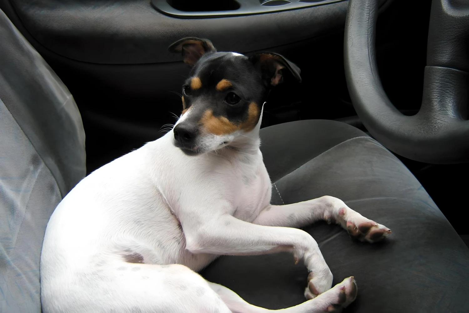 Nissan Sentra Dog Carrier Car Seat for Toy Fox Terrier