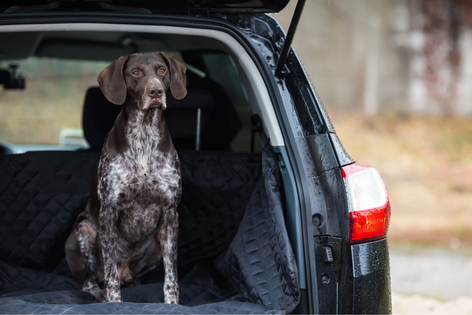 Toyota Sienna back seat cover for German Shorthaired Pointers