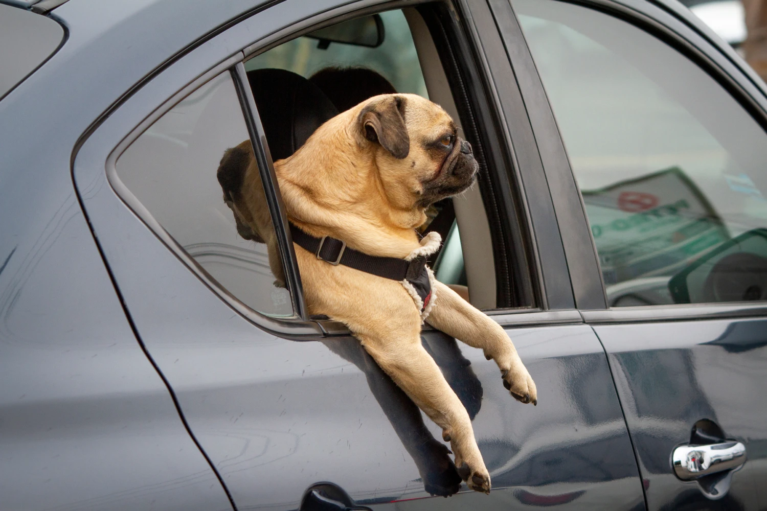 Dog Carrier Purse for Pug
