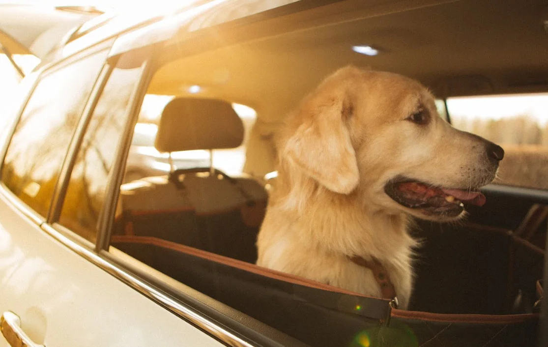 dog back seat cover for Chevrolet Colorado