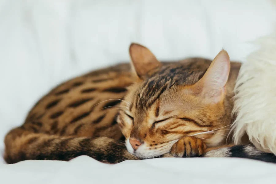 Durable Cat Hide and Seek Toy