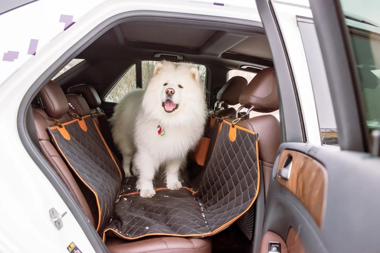 Toyota Sienna back seat cover for German Shorthaired Pointers