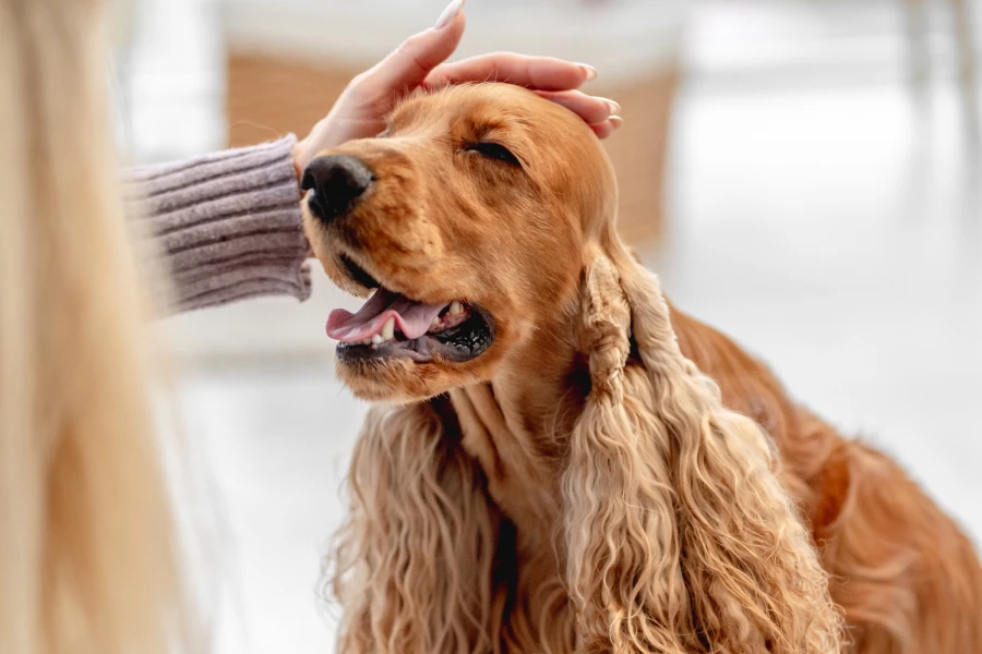 Pet Massage and Grooming Glove